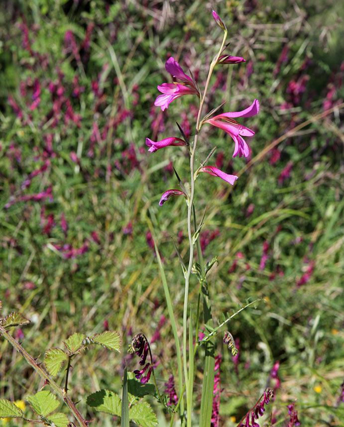 Изображение особи Gladiolus italicus.