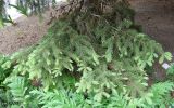 Picea pungens