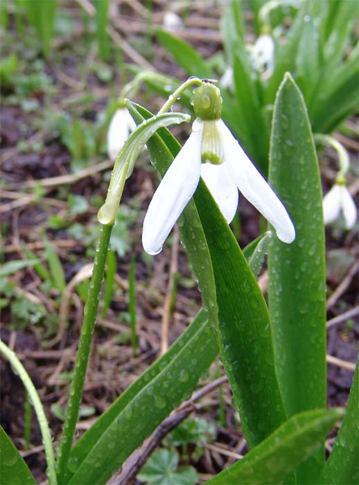 Image of Galanthus platyphyllus specimen.