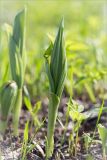 Cypripedium calceolus