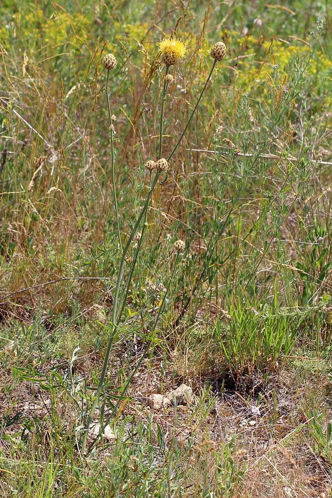 Image of Centaurea orientalis specimen.