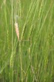 Triticum boeoticum. Соцветия. Крым, Севастополь, окр. Балаклавы, Караньское плато. 02.06.2014.