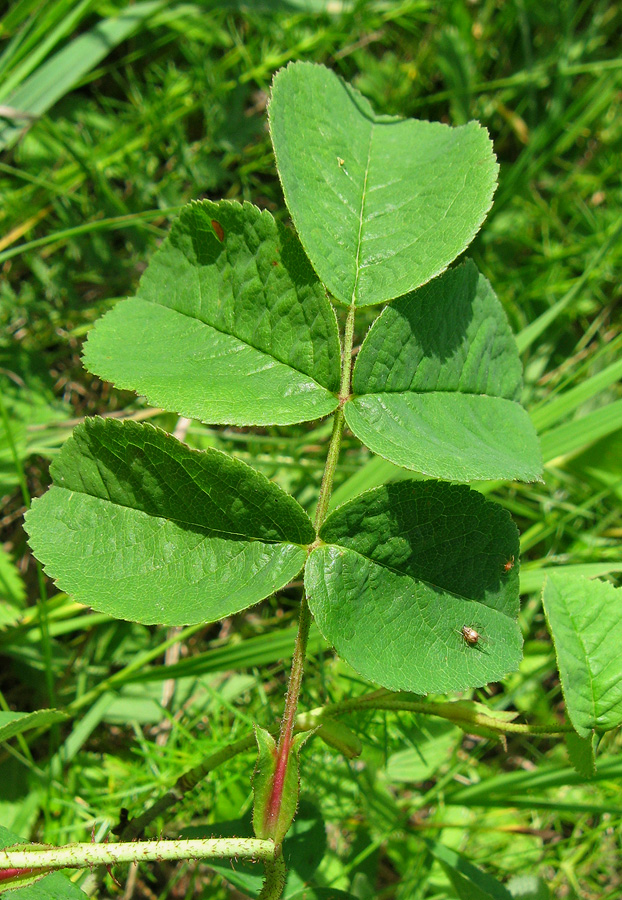 Image of Rosa gallica specimen.