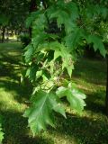 Sorbus torminalis