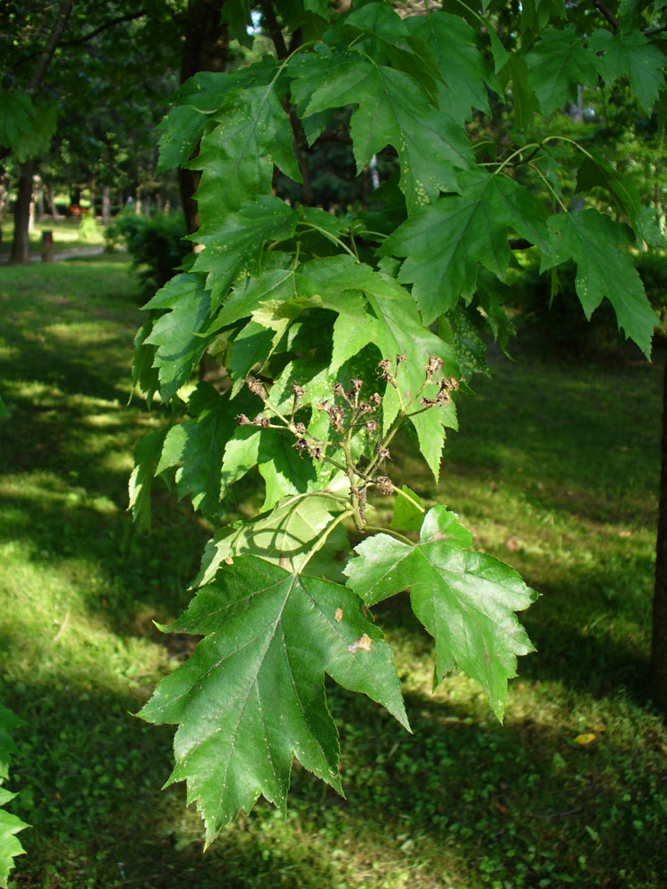 Изображение особи Sorbus torminalis.