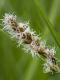 Carex disticha