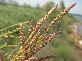 Tamarix ramosissima. Ветвь с нераскрывшимися соцветиями. Украина, Донецкая обл., Першотравневый р-н, Белосарайская коса. 20.05.2014.