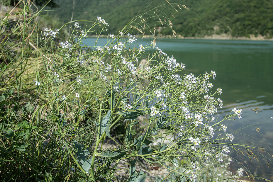 Image of Crambe maritima specimen.