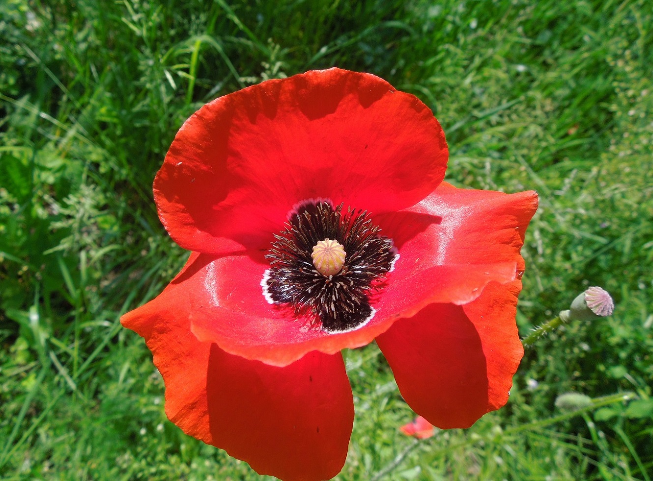 Image of Papaver rhoeas specimen.