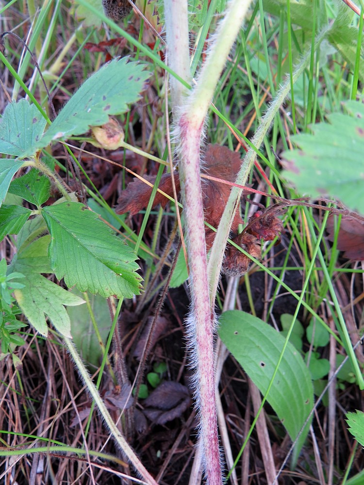 Image of Delphinium cyananthum specimen.