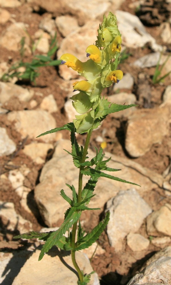 Image of genus Rhinanthus specimen.