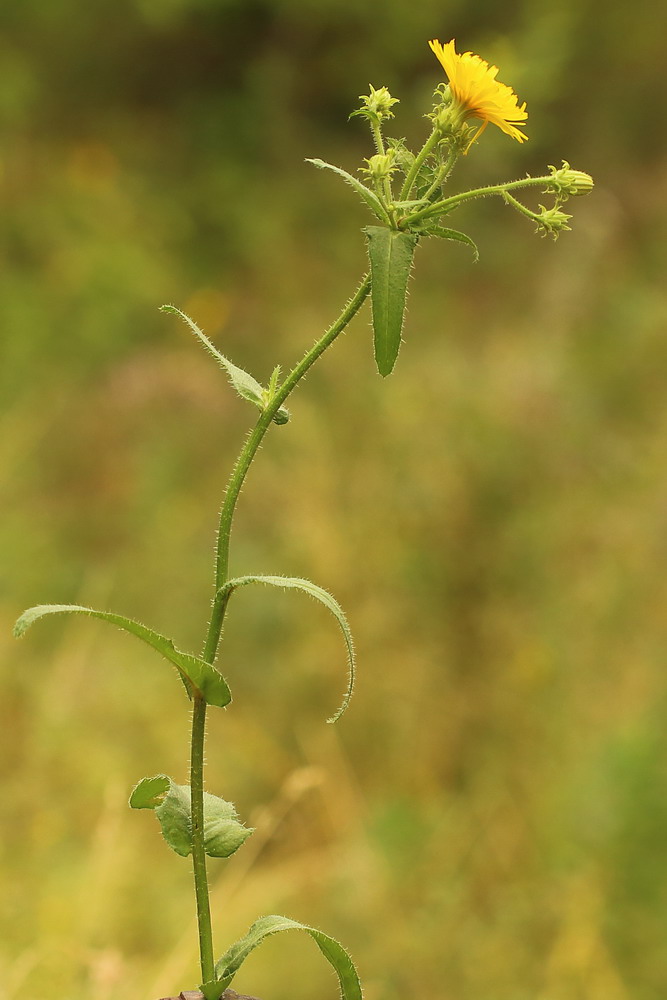 Image of Picris hieracioides specimen.