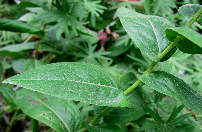 Image of Inula aspera specimen.