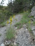 Asphodeline lutea