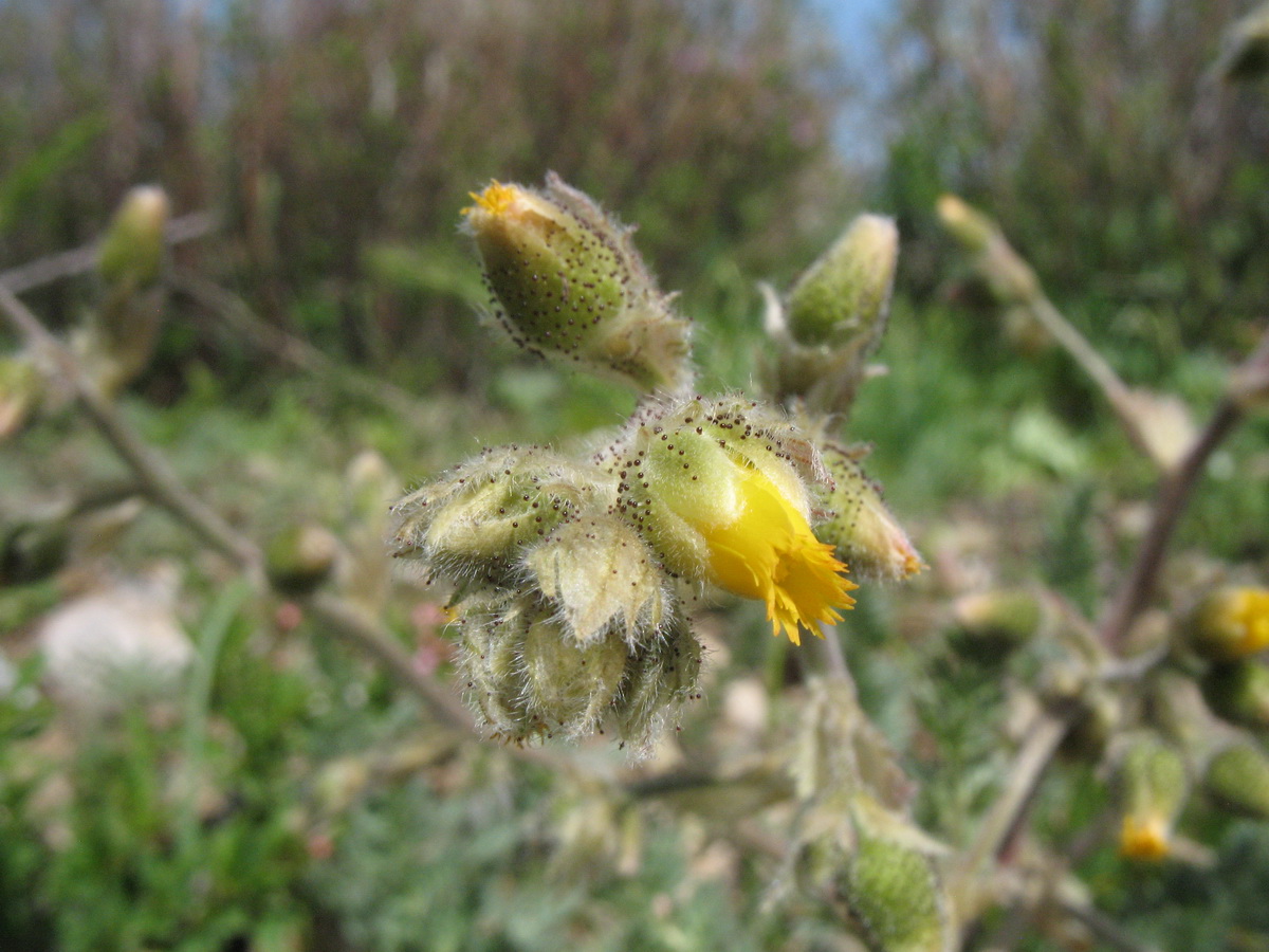 Image of Biebersteinia multifida specimen.