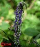 Veronica longifolia