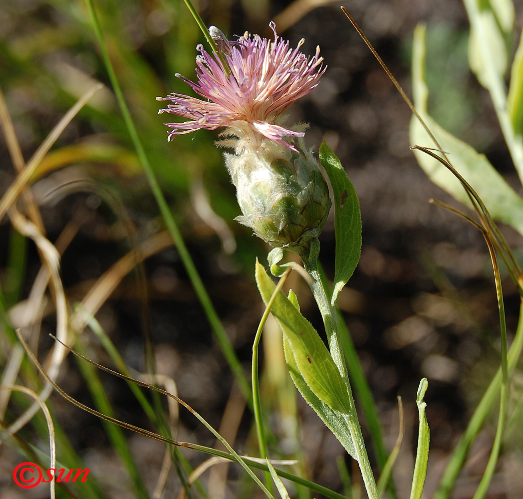 Image of Acroptilon repens specimen.