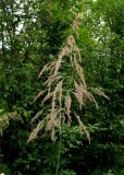 Calamagrostis langsdorffii