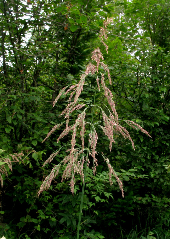 Изображение особи Calamagrostis langsdorffii.