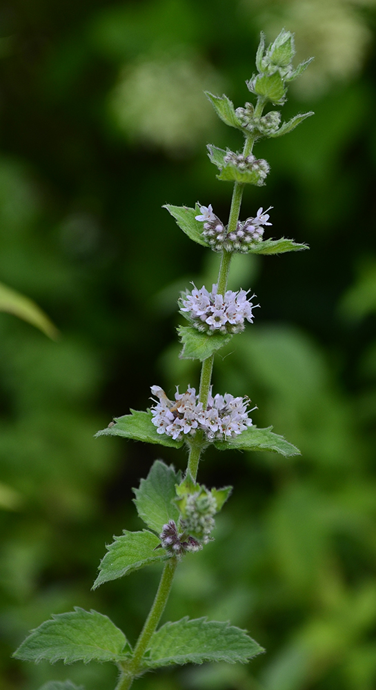 Image of Mentha × dalmatica specimen.