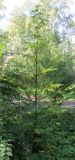Metasequoia glyptostroboides