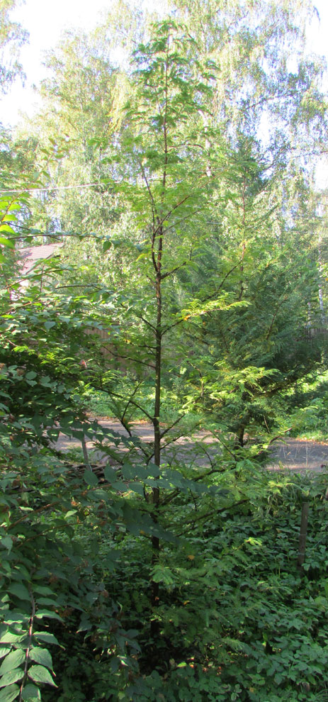 Image of Metasequoia glyptostroboides specimen.