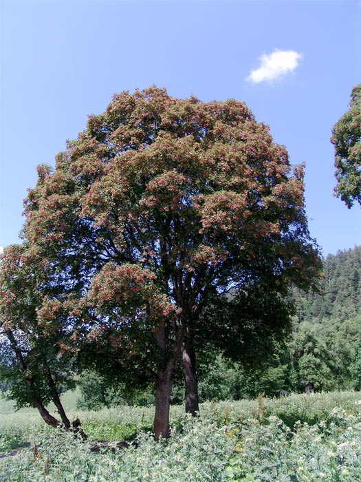 Image of Acer trautvetteri specimen.