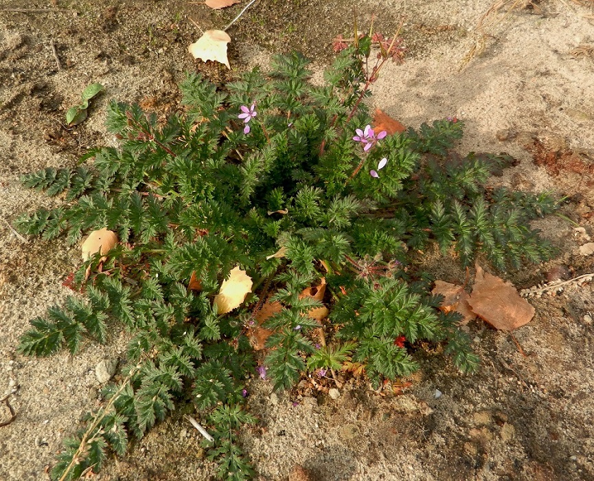 Изображение особи Erodium cicutarium.