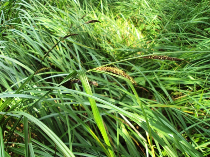 Image of Carex riparia specimen.