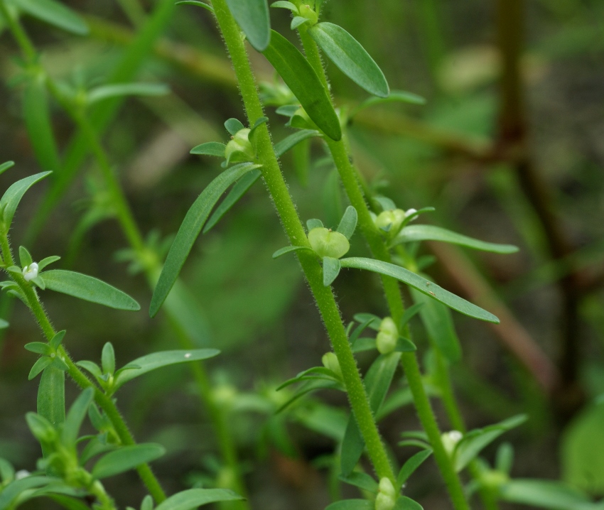 Image of Veronica peregrina specimen.