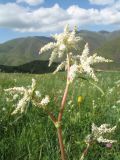 Aconogonon alpinum