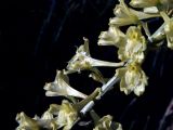 Delphinium biternatum