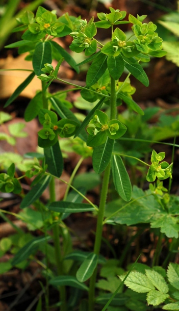 Изображение особи Euphorbia lucorum.