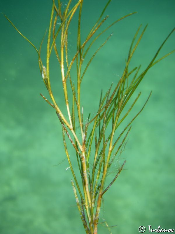 Image of Ruppia spiralis specimen.