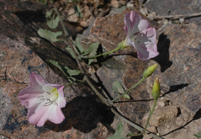 Image of Convolvulus arvensis specimen.