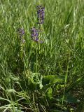 Salvia stepposa