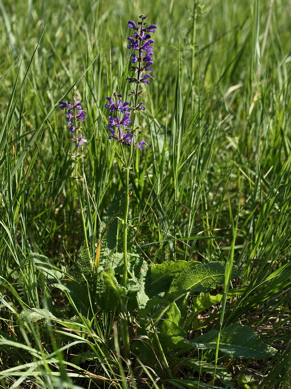Image of Salvia stepposa specimen.