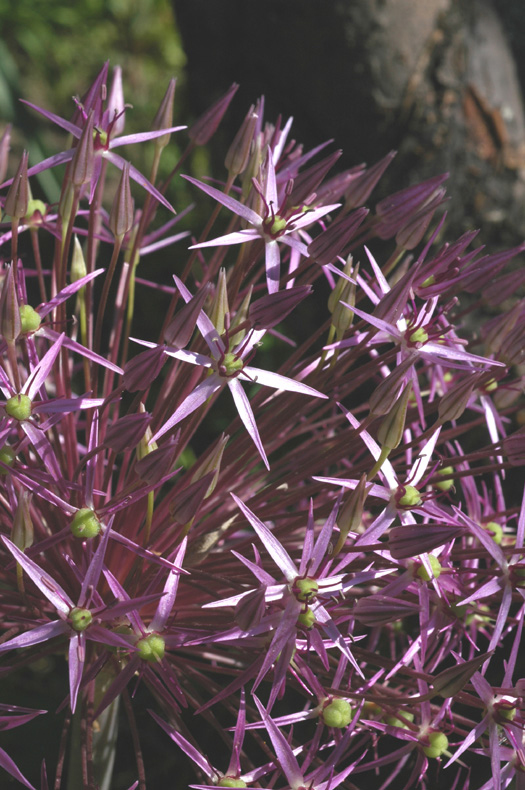 Image of Allium cristophii specimen.