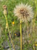 Scorzoneroides autumnalis