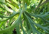 Aconitum barbatum