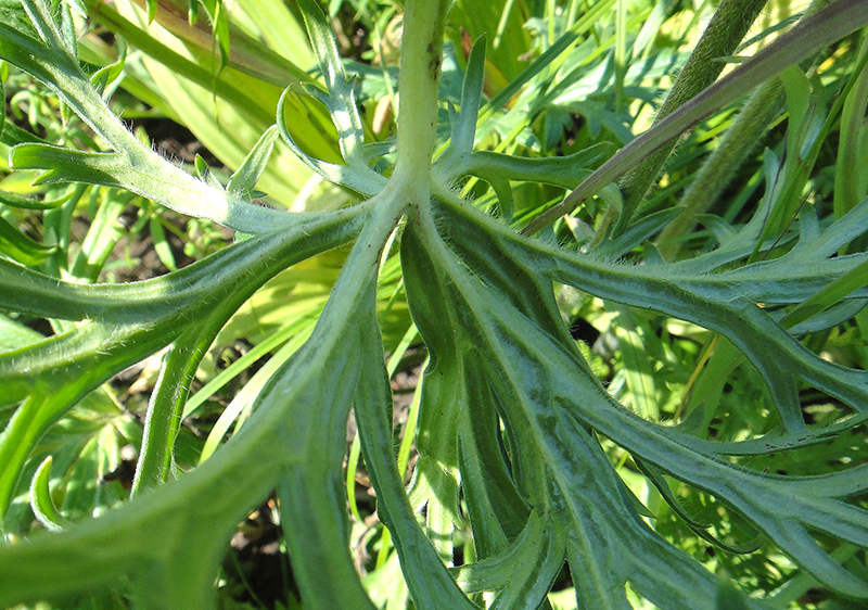 Изображение особи Aconitum barbatum.