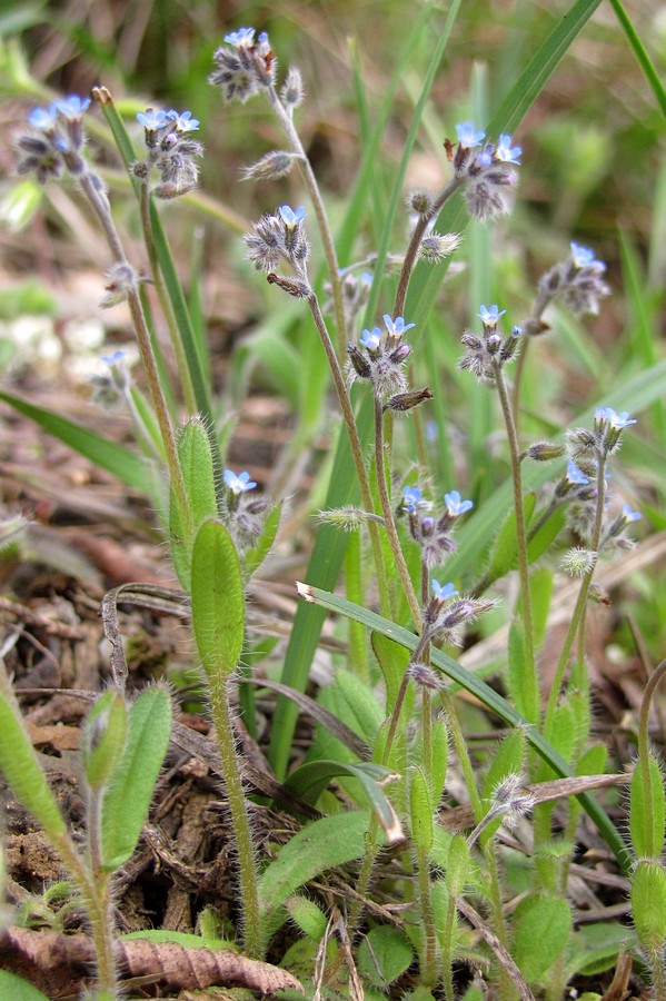 Изображение особи Myosotis ramosissima.