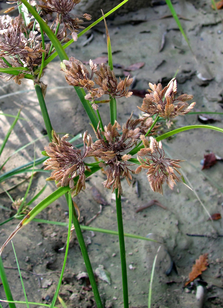 Image of Cyperus eragrostis specimen.