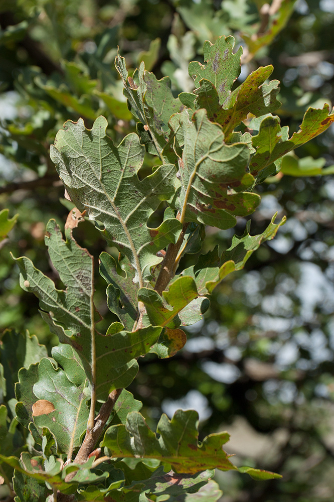 Image of Quercus pubescens specimen.