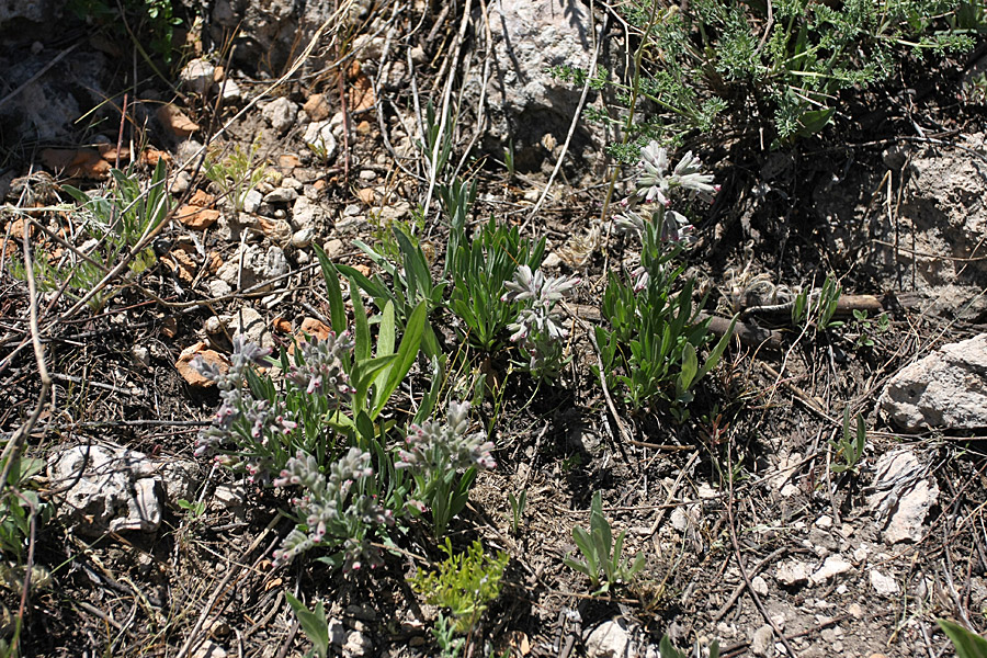 Image of Rindera tianschanica specimen.