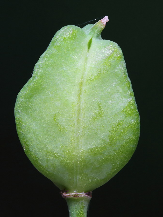Image of Bellevalia sarmatica specimen.