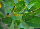 Dendrolobium umbellatum. Часть побега с плодами. Андаманские острова, остров Хейвлок, прибрежный лес. 01.01.2015.