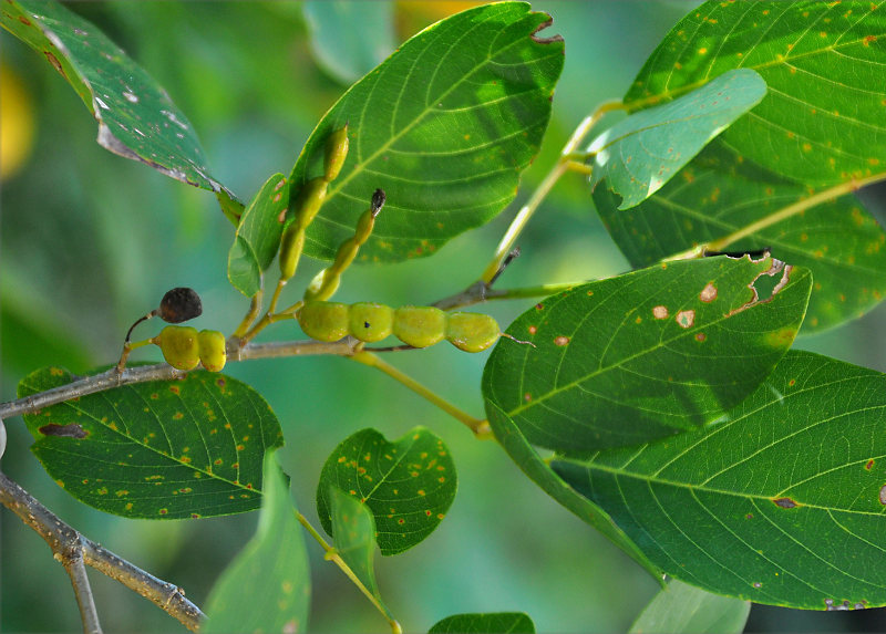 Image of Dendrolobium umbellatum specimen.