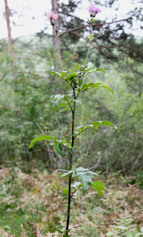 Изображение особи Serratula coronata.