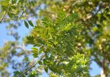 Gliricidia sepium. Верхушка ветви. Андаманские острова, остров Лонг, в поселке. 06.01.2015.